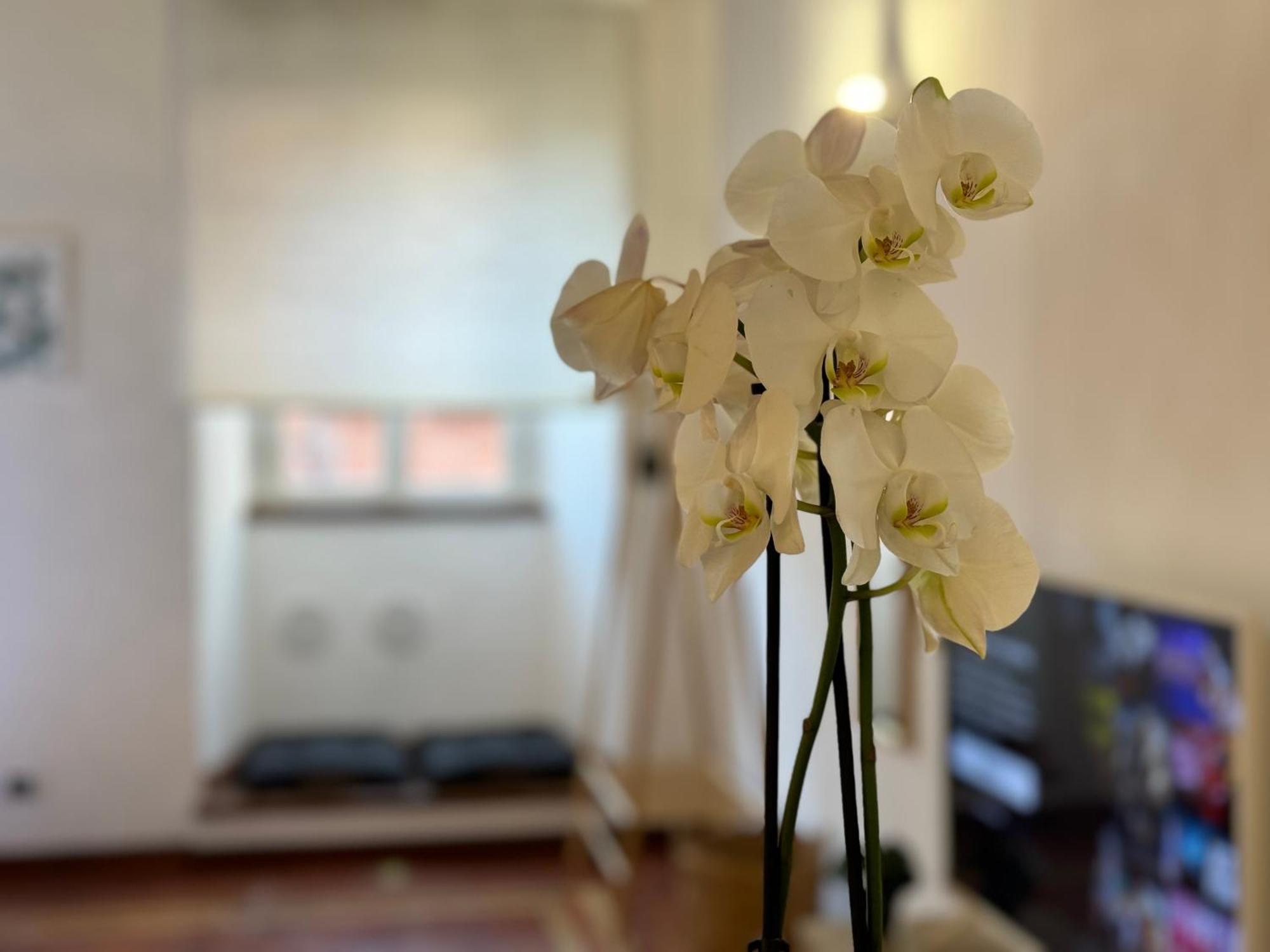 Appartement Il Vicoletto Marino Extérieur photo